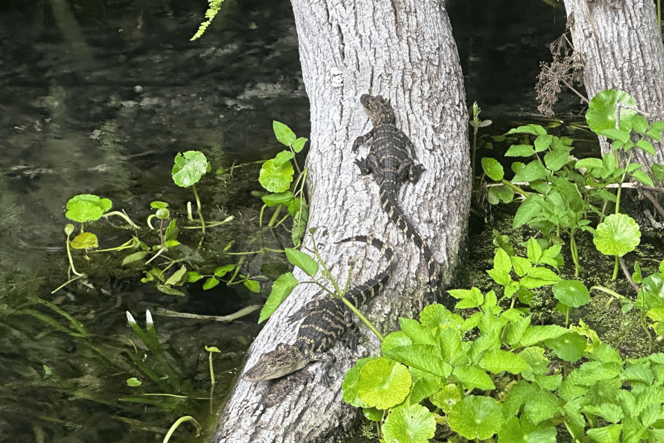 Silver Springs: Guided Clear Kayak or Paddleboard Gator Tour - Key Points