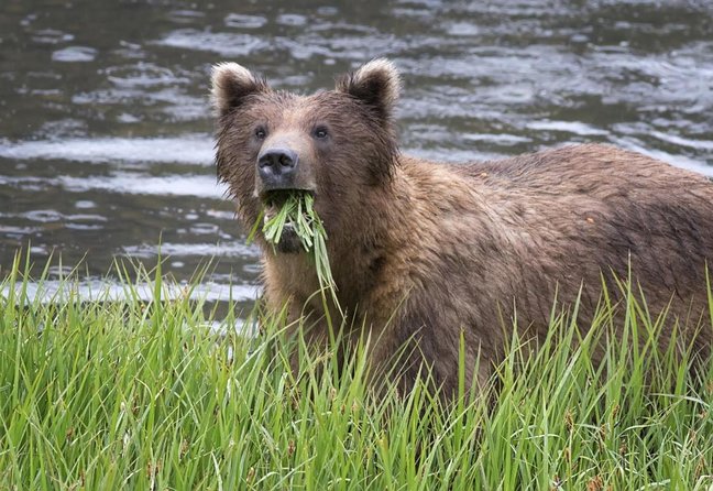 Simply Amazing Sitka Tour: Fortress of the Bear, Alaska Raptor, & Totems - Key Points