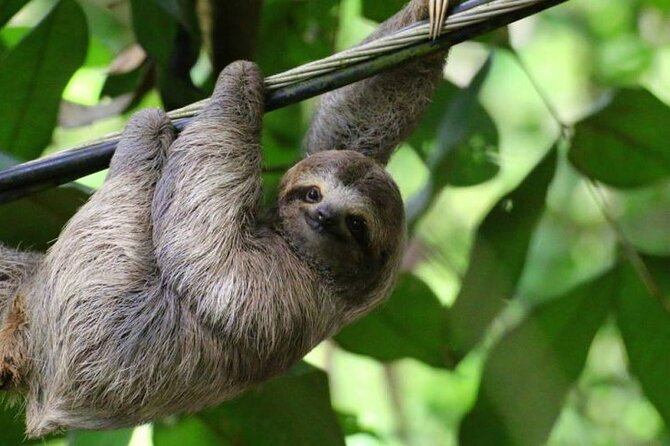 Sloth Farm Watching Tour & Amazimg Waterfall - Good To Know
