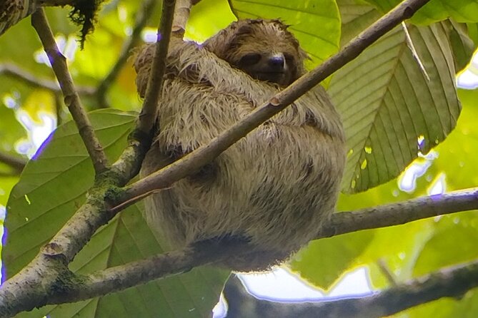 Sloth Watching in La Fortuna With a Local Tour Guide. - Good To Know