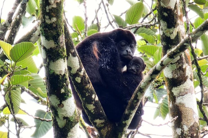 Sloths, Rio Celestes & Rainforest With Lunch, Full Day Tour - Tour Overview