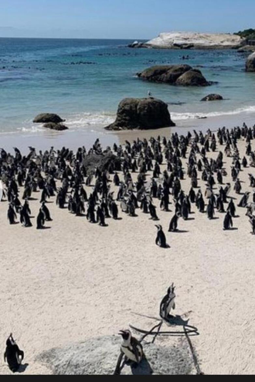 Small Group: African Penguins,Boulders Beach-Half-Day Tour. - Good To Know