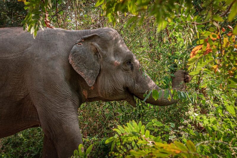 Small Group Tour of Kulen Elephant Forest in Siem Reap - Overview of the Tour
