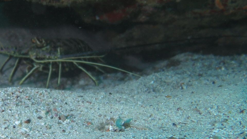 Snorkeling at the Bay - Good To Know