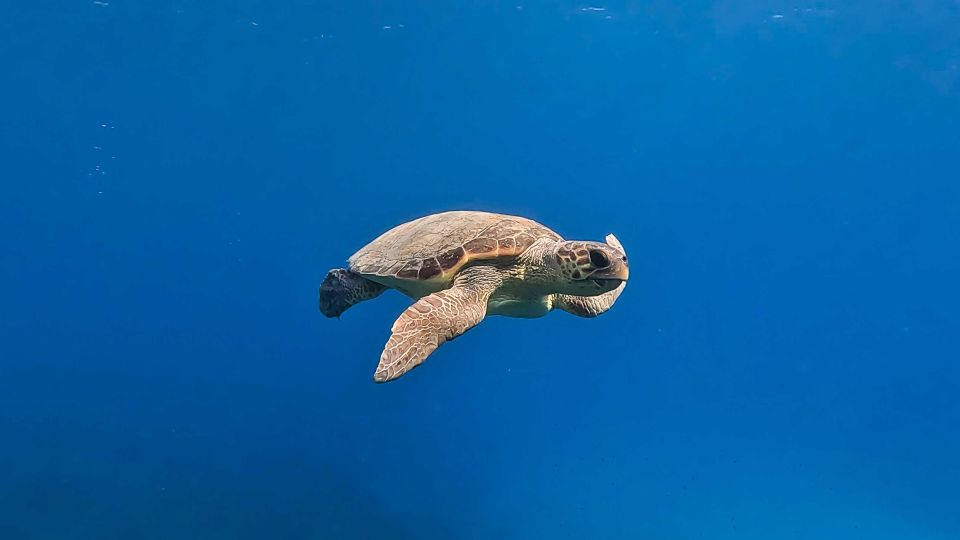 Snorkeling Guided Tour in Beautiful Marathopoli - Key Points