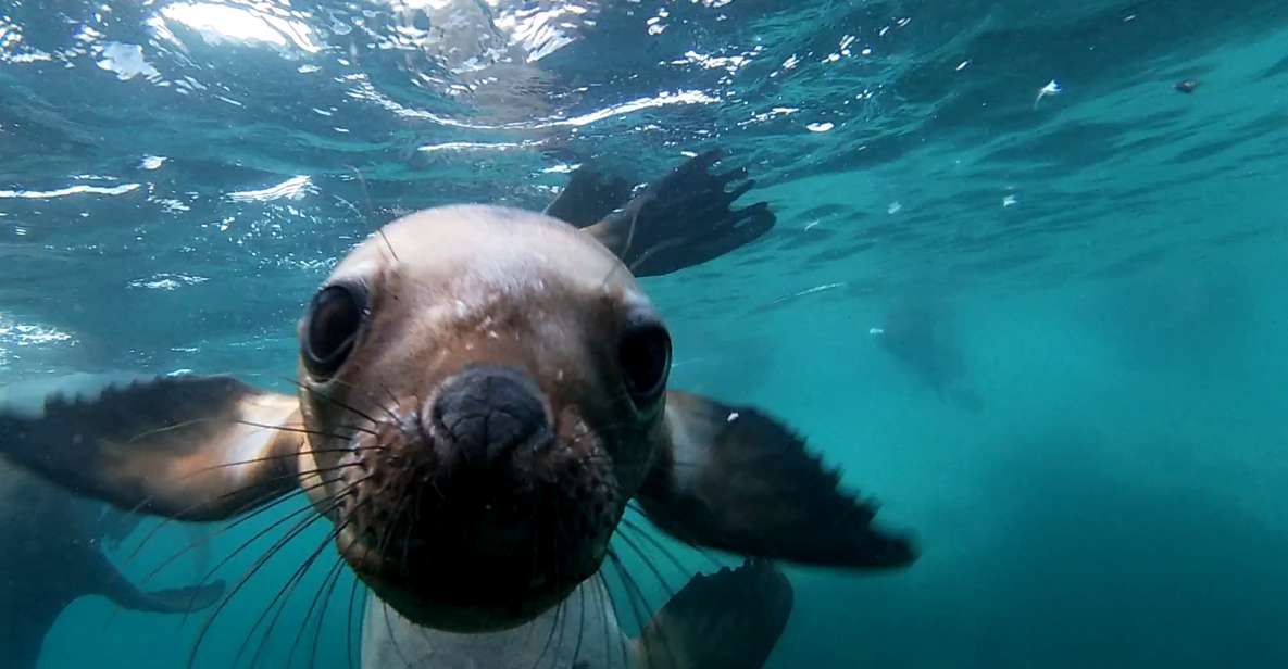 Snorkeling With Sea Lions - Key Points