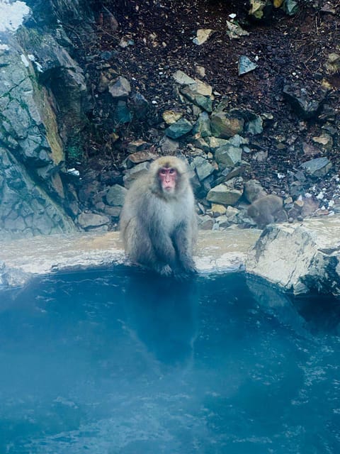 Snow Monkey and Zenko-ji Temple Nagano One Day Tour - Key Points