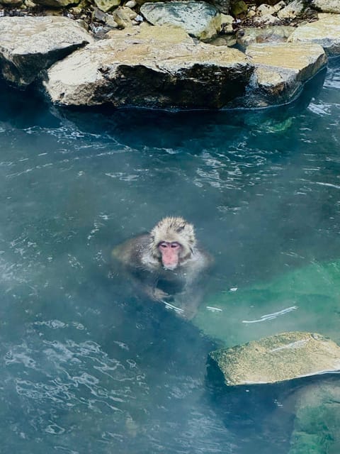 Snow Monkey Park Day Tour Pick-up and Drop-off From Nagano - Key Points