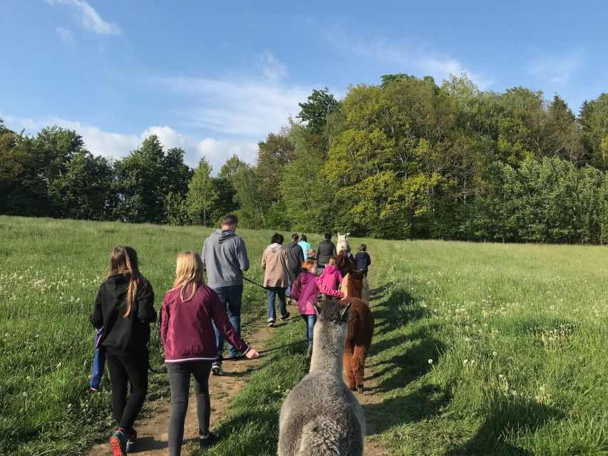 Sohland an Der Spree: Walk With an Alpaca - Key Points