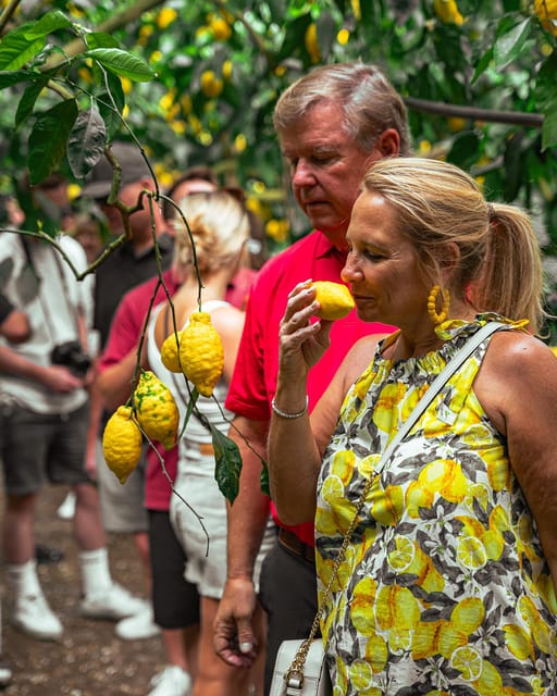 Sorrento: Lemons Grove, Farm Tour&Tasting and Pizza Class - Key Points