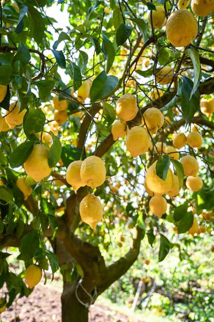 Sorrento: Lemons Grove&Cheese Show With Local Food Tasting - Key Points