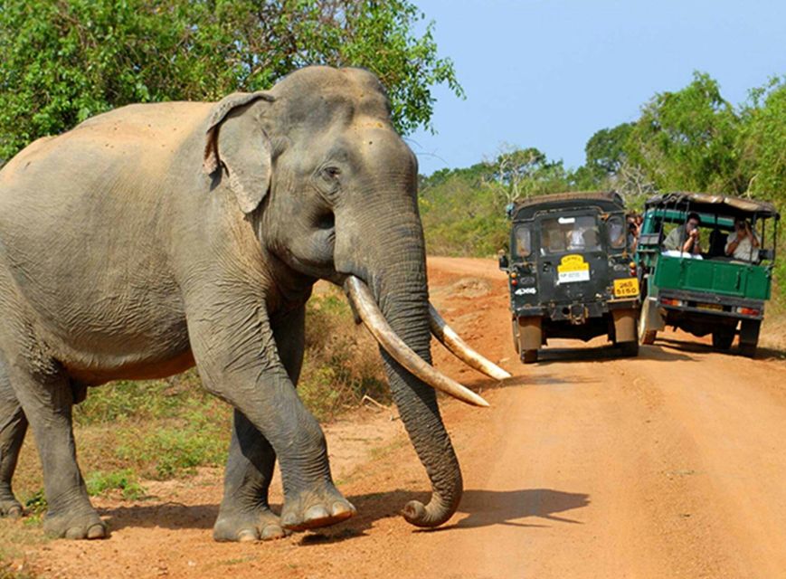 Sri Lanka: 2-Day Wildlife Tour; Rainforest and National Park - Good To Know