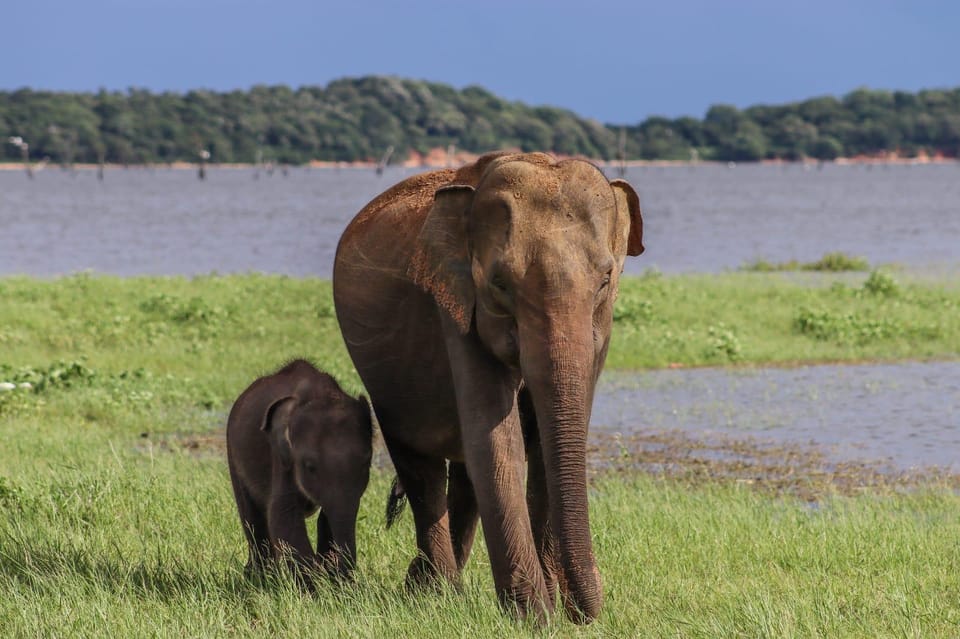 Sri Lanka: Elephant Safari Adventure With Hotel Pickup - Good To Know