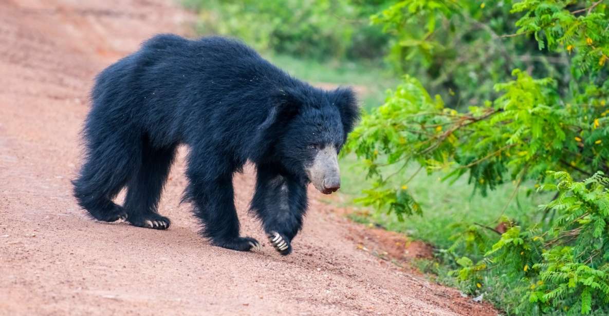 Sri Lanka: Private Yala National Park Safari Trip - Good To Know