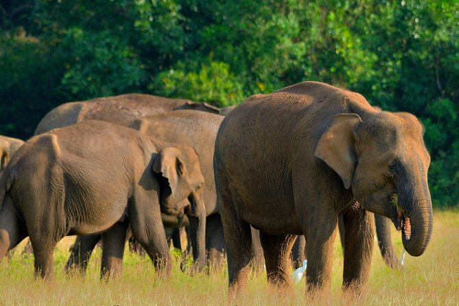 Sri Lanka Unveiled: 12 Nights Complete Experience Package - Good To Know