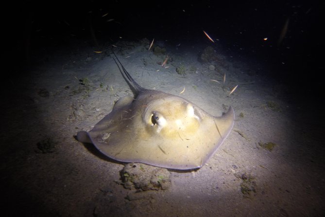 Sunset Night Dive for Certified Divers in St Thomas - Pricing and Booking Details