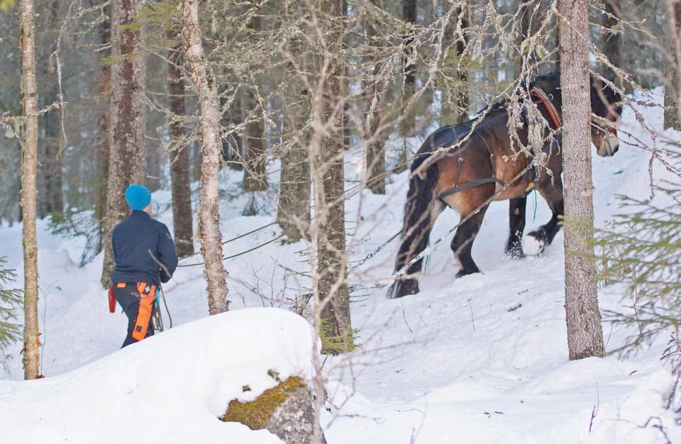 Sweden: Work in the Forest With Horses - Key Points