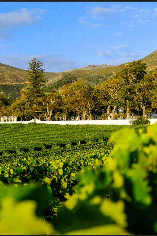 Table Mountain and Constantia Wine Tasting Private Tour