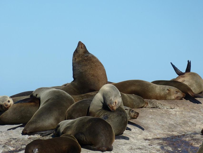 Table Mountain, Cape Point & Penguins Tour With Park Fees - Good To Know