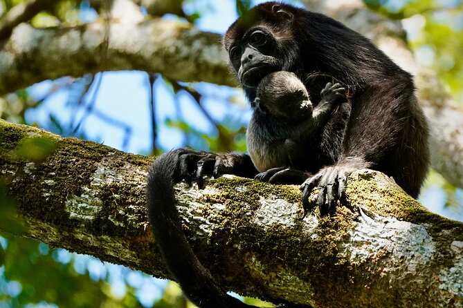 Tamarindo Birdwatching Crocodiles and Monkey Tour - Good To Know