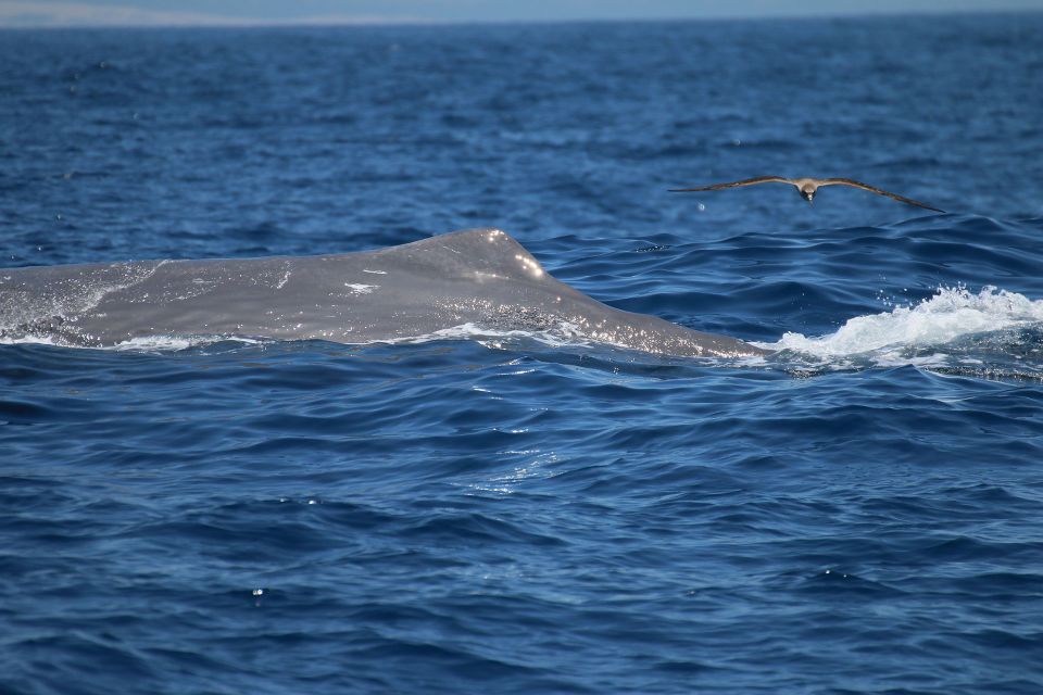 Tarifa: Whale & Dolphin Watching in the Strait of Gibraltar - Key Points