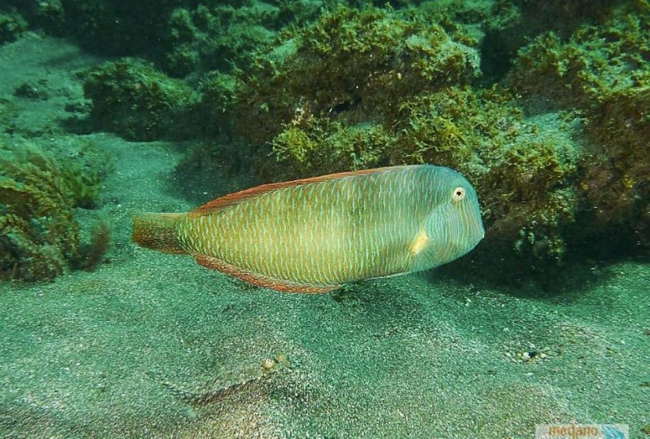 Tenerife: Basic Diver Program With 2 Dives - Key Points