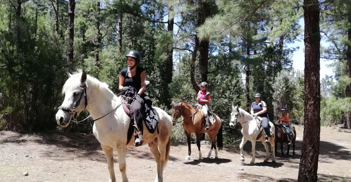 Tenerife: Guided Horseback Riding Tour to the Lomo Forest - Key Points