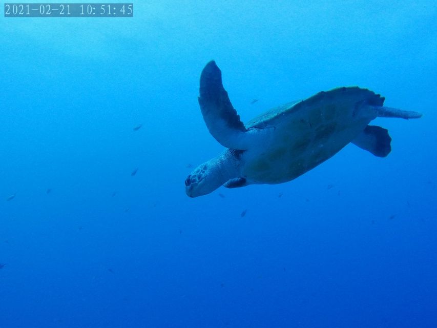 Tenerife: Puerto Colon Certified Scuba Dive by Speed Boat - Key Points