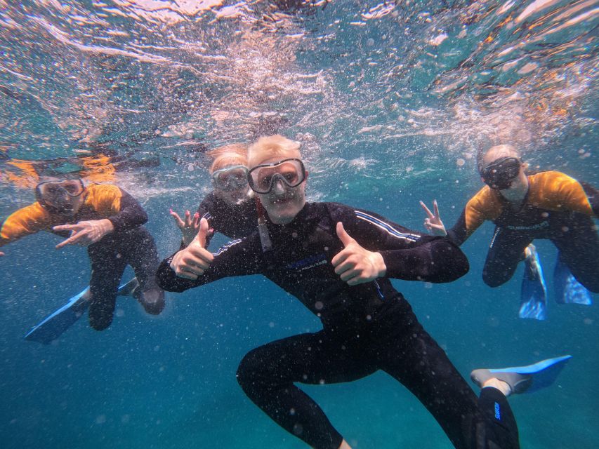 Tenerife: Puerto Colon Snorkel Safari by Speed Boat - Key Points