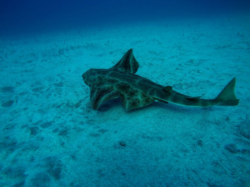 Tenerife: Scuba Diving for Certified Divers in Tenerife - Key Points