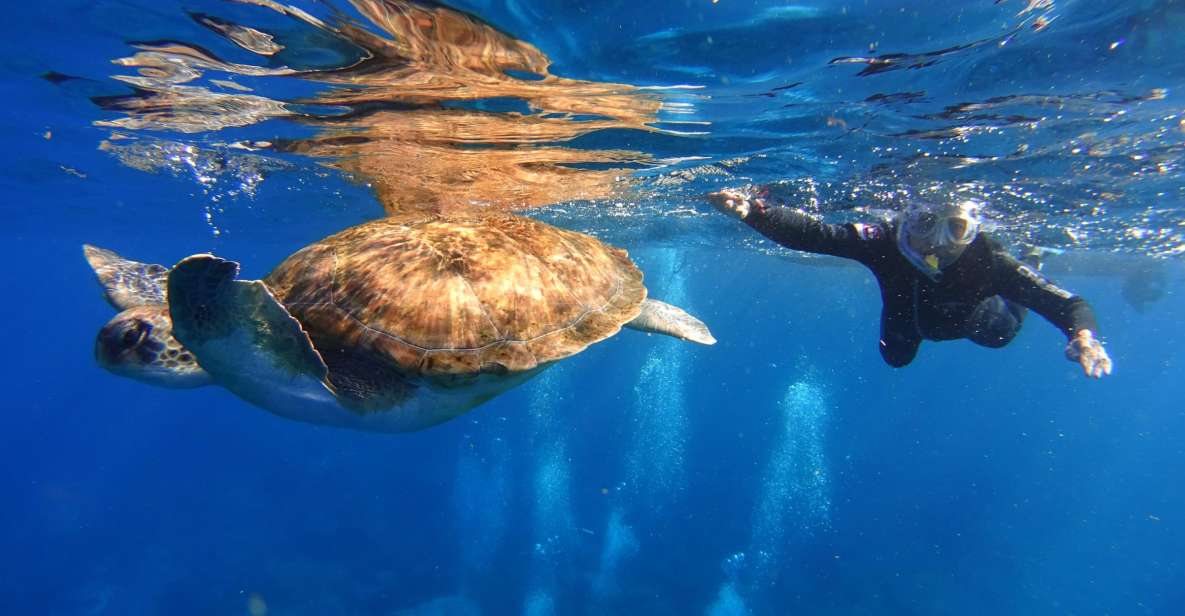 Tenerife: Snorkel With Turtles - Key Points