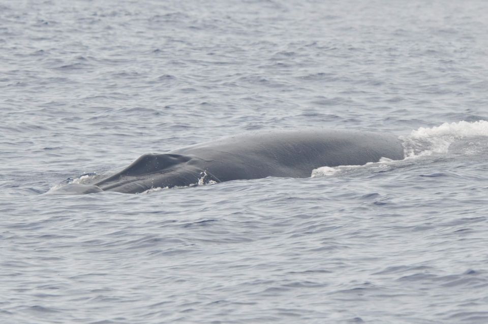 Tenerife: Whale and Dolphin Watching Boat Tour - Key Points