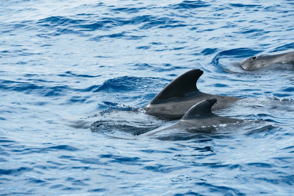 The Cookies: Whale & Dolphin Tour With Local Skipper - Key Points