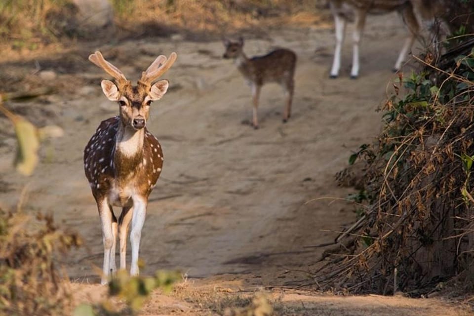 Three-Day Excursion to Jim Corbett National Park - Good To Know