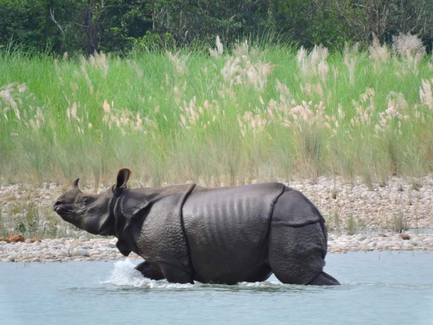 Tiger Tracking Wildlife Safari Tour in Bardia - Key Points