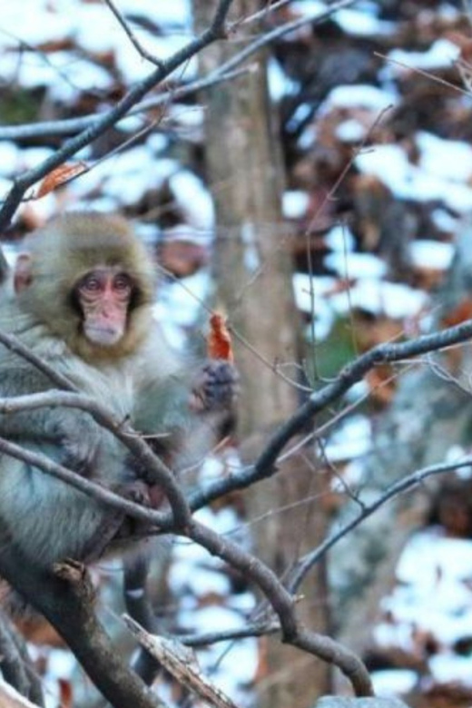 Tokyo: A Memorabele Snow Monkey Park and Zenkoji Temple Tour - Key Points