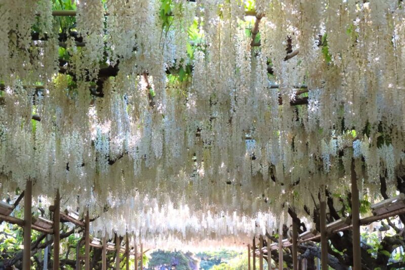 Tokyo: Ashikaga Flower Park With Entry Ticket - Overview of Ashikaga Flower Park