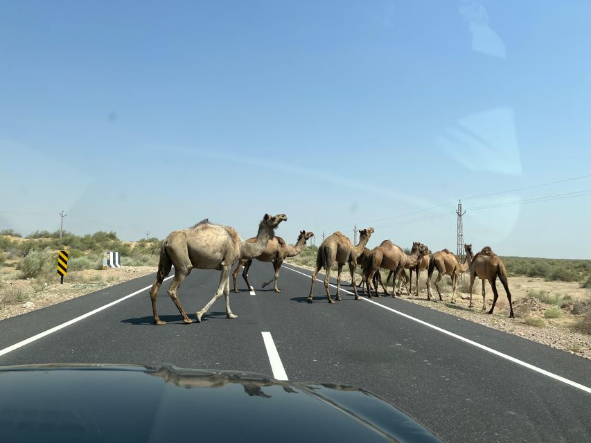 Tokyo Desert Safari Overnight Thar Desert Experience - Key Points