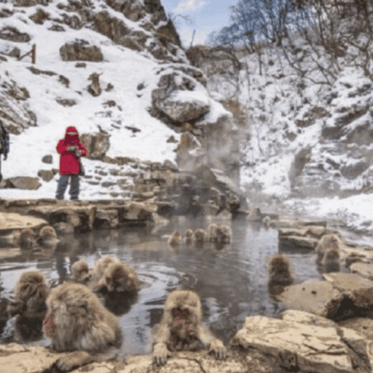 Tokyo: Luxury Snow Monkey Park Private Tour In Land Cruiser - Key Points