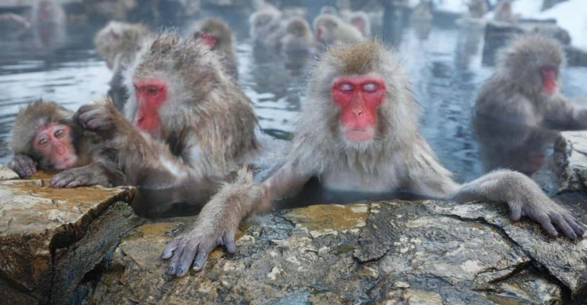 Tokyo: Snow Monkey Park & Zenkoji Temple Private Day Tour - Key Points