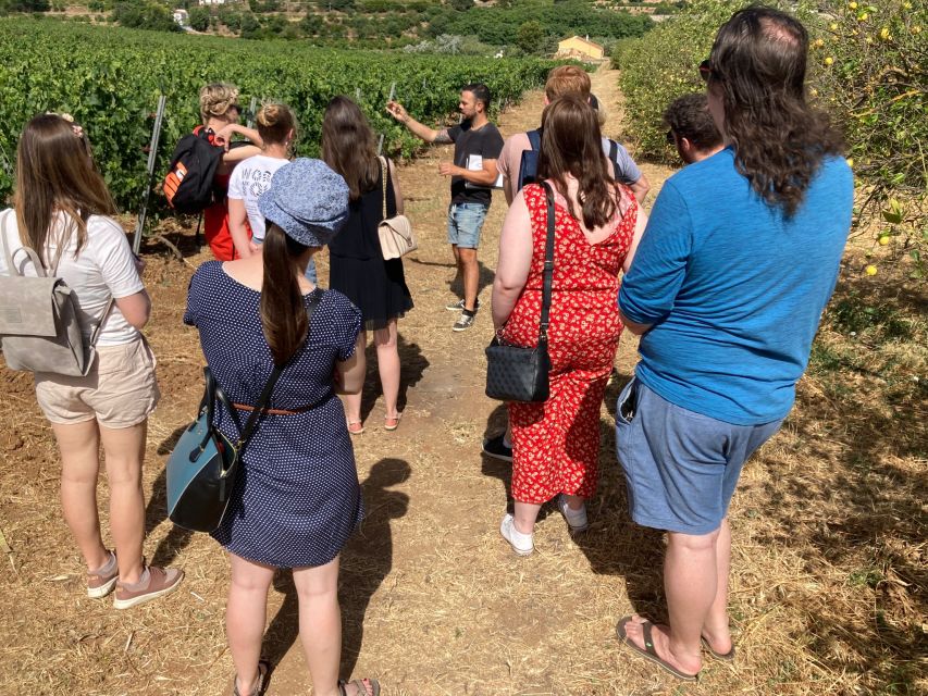 TOP WINE TOUR- Vineyard & Cellar Visit + 6 TOP Wines + Tapas - Key Points