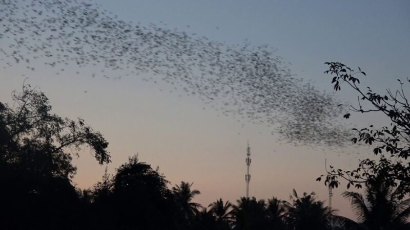 Tour By Car: Bamboo Train, Killing Cave & Bat Cave Sunset - Good To Know