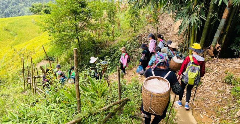 Trekking Sapa 1 Day - the Best Terraced Rice Field - Key Points