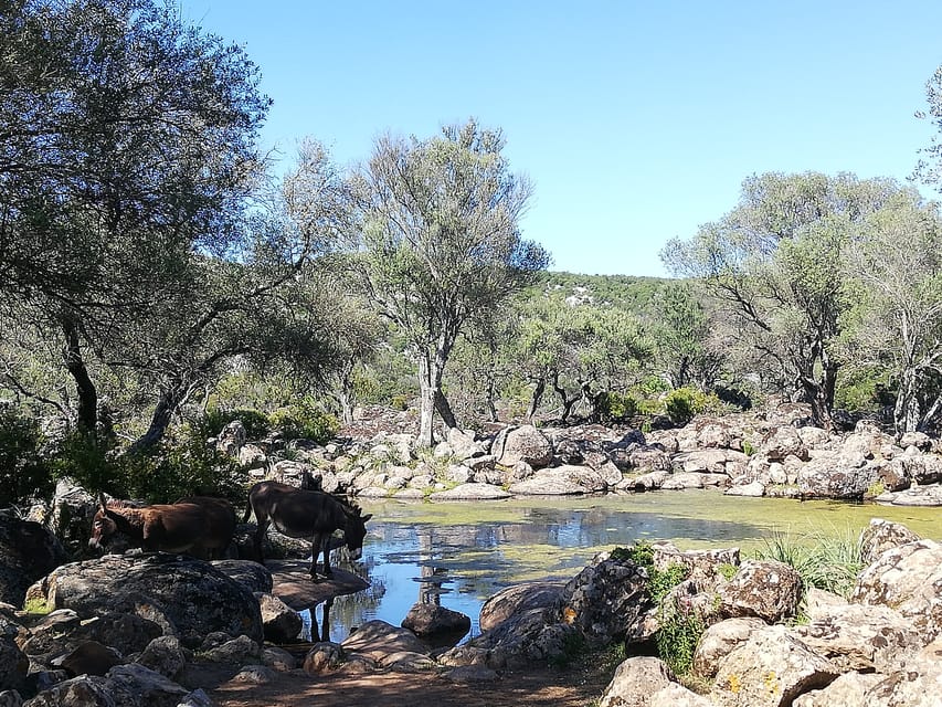 Trenino Supramonte: Guided Tour of Golgo Plateau - Key Points