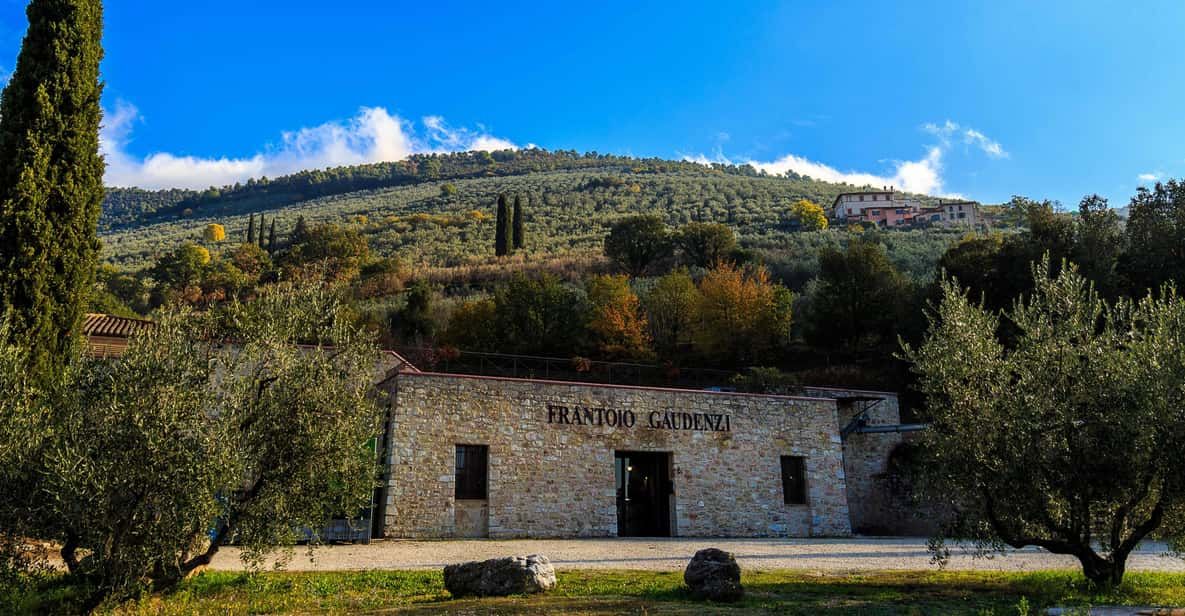 Trevi: Guided Tour and Tasting at Frantoio Gaudenzi - Activity Overview