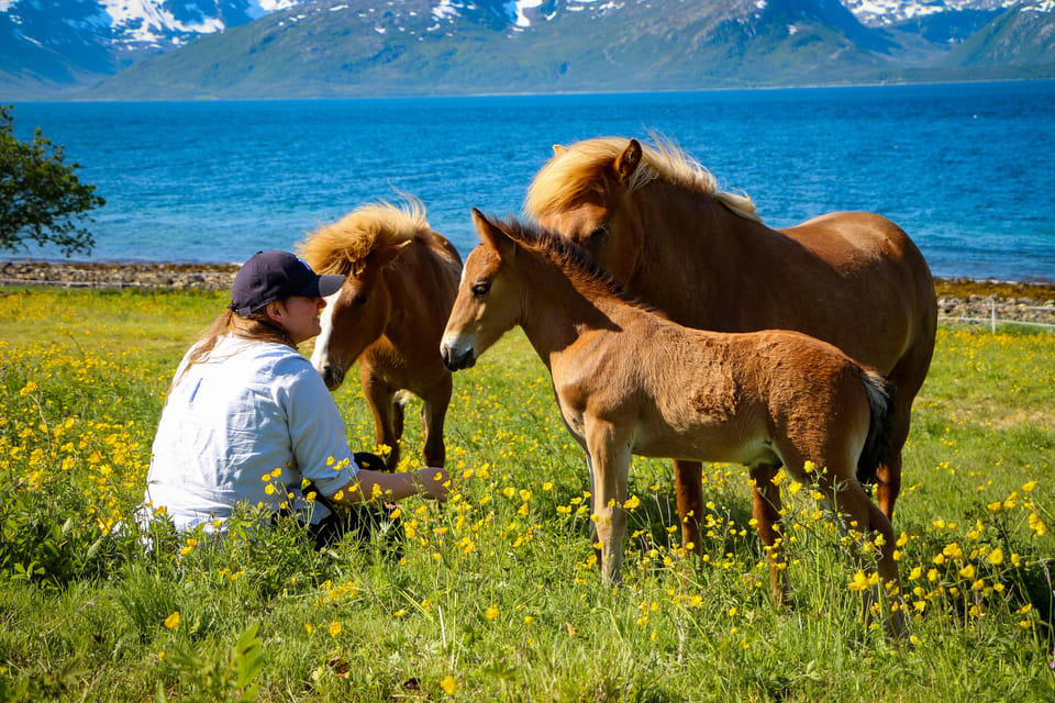 Tromsø: Evening Horseriding Experience - Good To Know