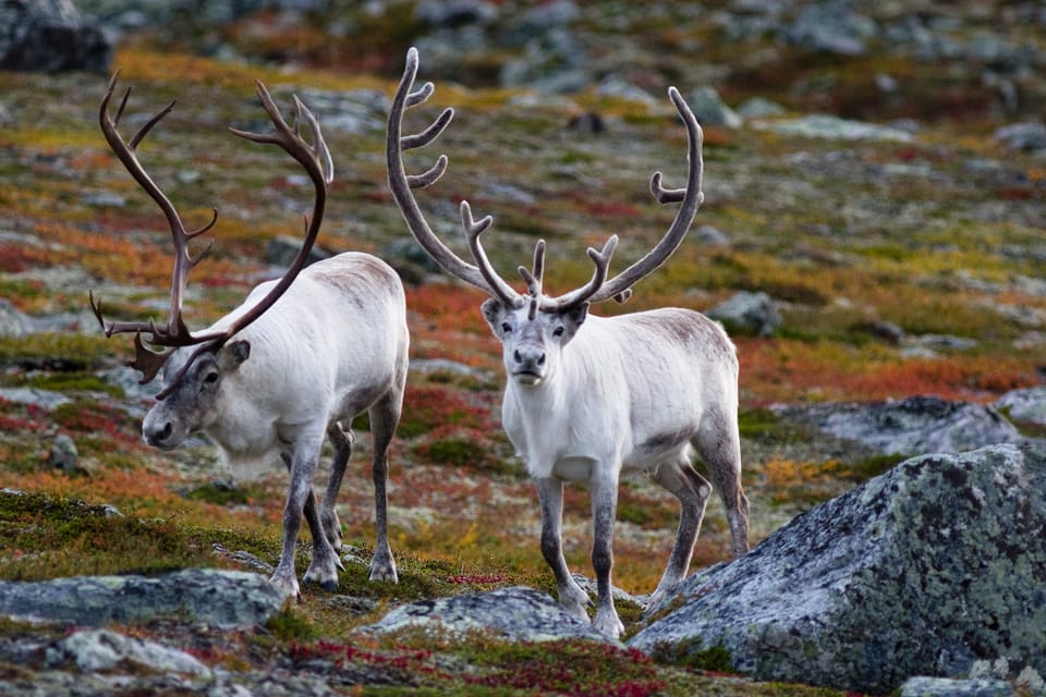 Tromso: Fjord Arctic Adventure Expedition - Good To Know