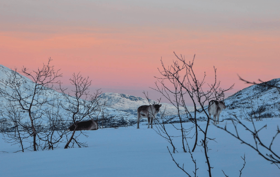 Tromso: Fjord Arctic Adventure Expedition - Tour Features and Inclusions