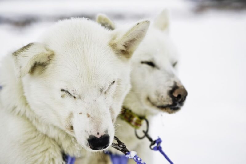 Tromsø: Husky Sled Self-Drive With Traditional Lunch - Good To Know