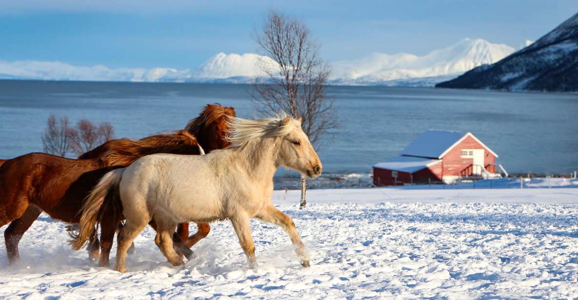 Tromsø: Lyngen Horse Stud Farm Visit - Good To Know